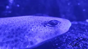 050