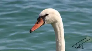 066