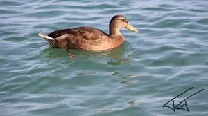 068
