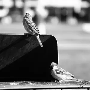 Animaux<br>Noir et Blanc