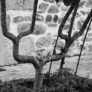 Arbres<br>Noir et Blanc