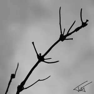 005