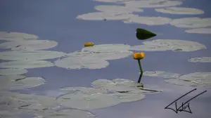 003