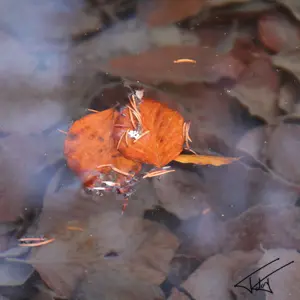 Feuilles<br>Couleur