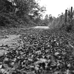 Feuilles<br>Noir et Blanc
