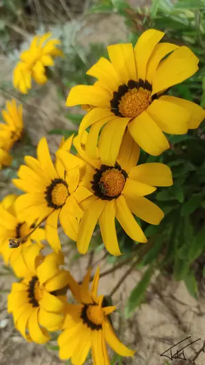 003