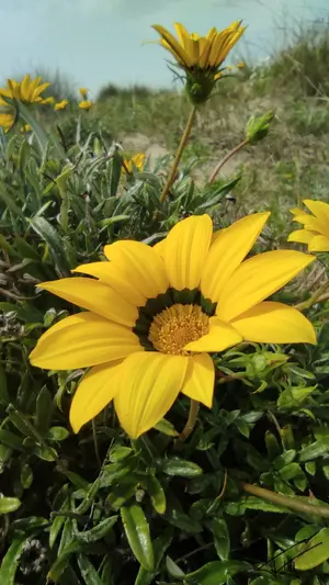 004