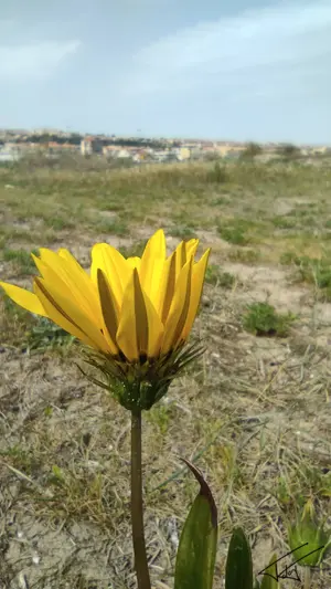 005