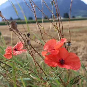 Fleurs<br>Couleur