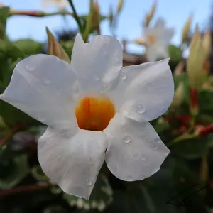 027