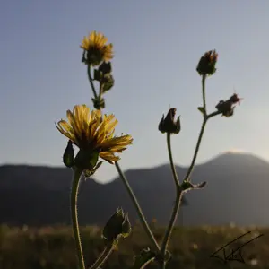 033