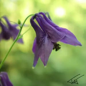 050