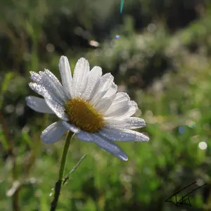 055
