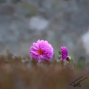 064