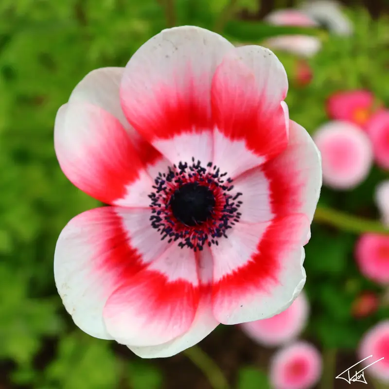 081