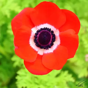 082