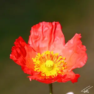 091