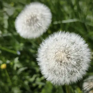 093