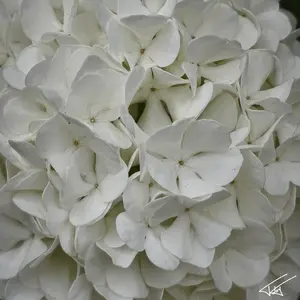 097