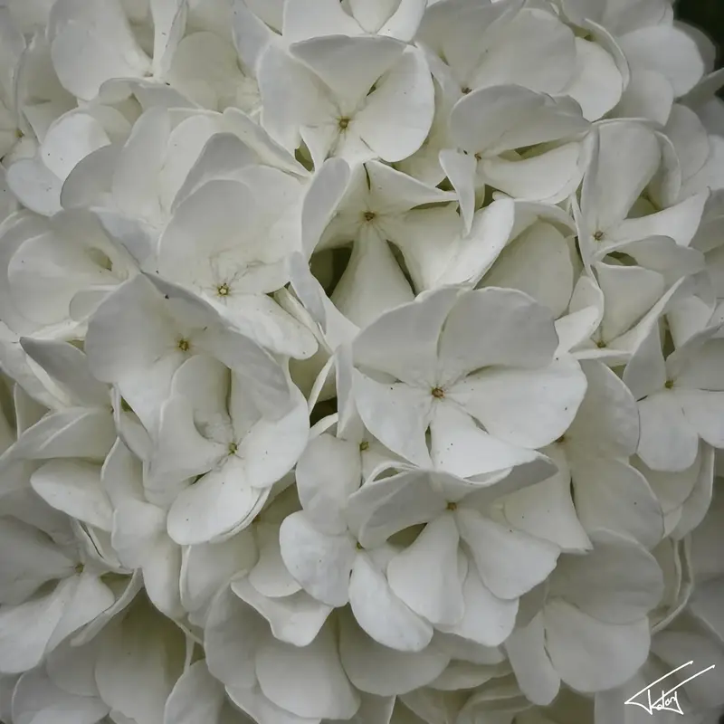 097