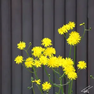 111