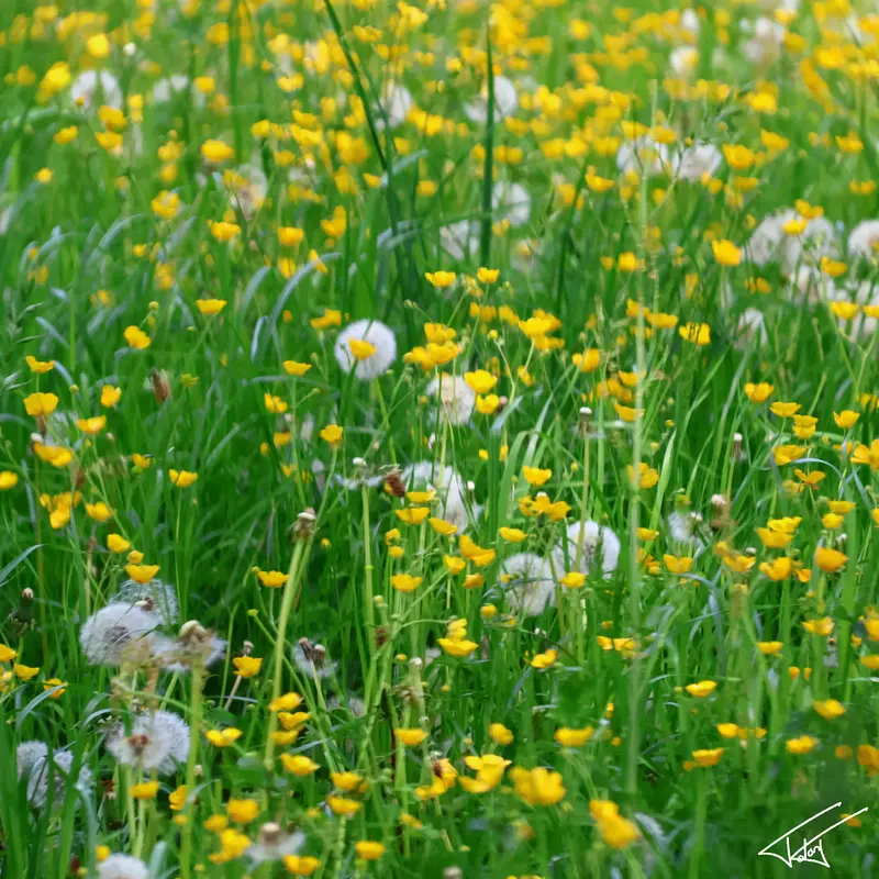 113