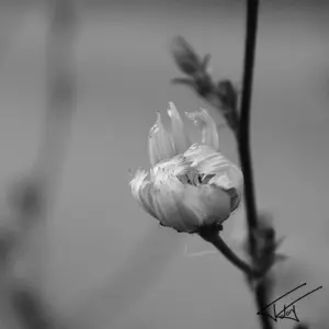 008