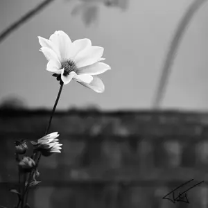 011