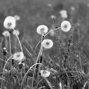 Fleurs<br>Noir et Blanc