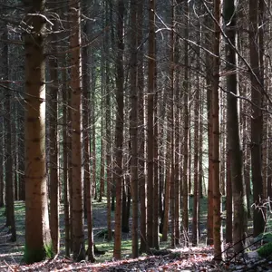 Forets<br>Couleur