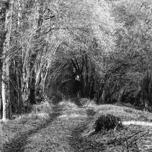 Forets<br>Noir et Blanc