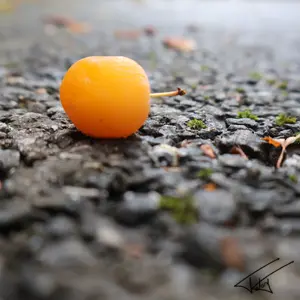 006
