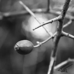 004