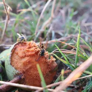 Insectes<br>Couleur