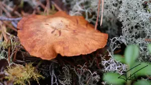 Nature<br>Couleur