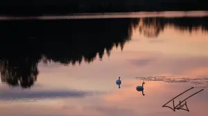 004