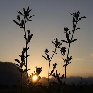 Soleil<br>Couleur